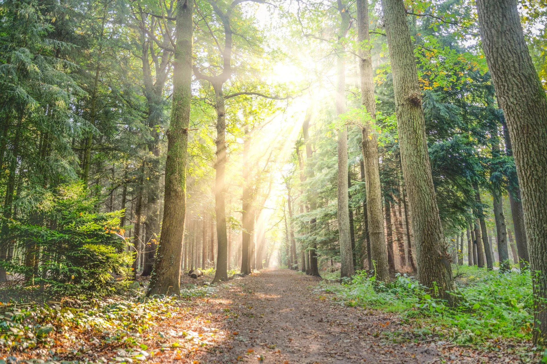 About Emergence Counselling & Wellness Inc., experts in EMDR, CBT, trauma, anxiety, depression, and more in Vancouver, BC and throughout Canada