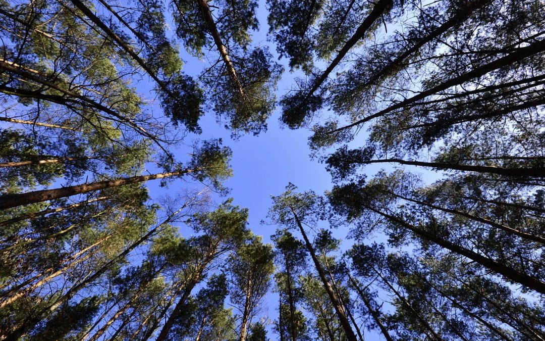 EMDR Consultation and Certification services at Emergence Counselling & Wellness Inc.